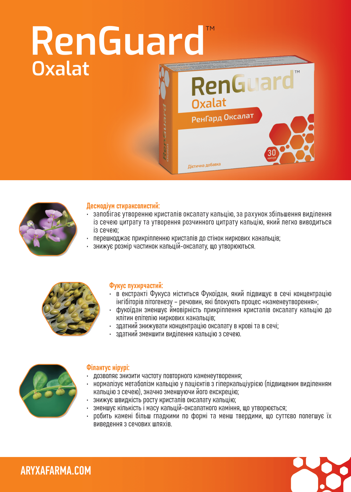 RenGuard_Oxalat_Leaflet_A5_bleeds_3mm_28.05.2025_Curves-1