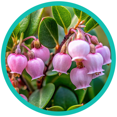 Arctostaphylos-uva-ursi_circle
