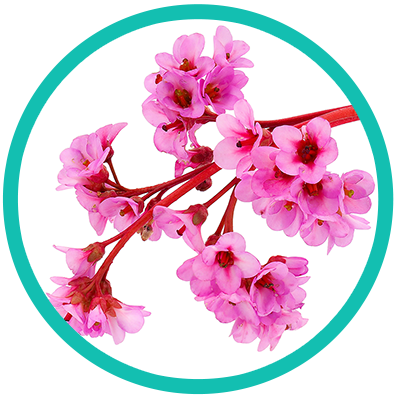 Bergenia_L_circle
