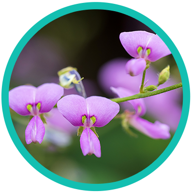 Desmodium_Styracifolium_circle