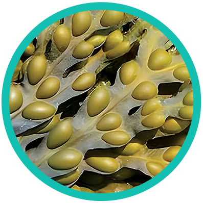 Fucus_vesiculosus_circle