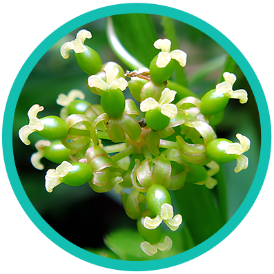 Smilax_riparia_circle