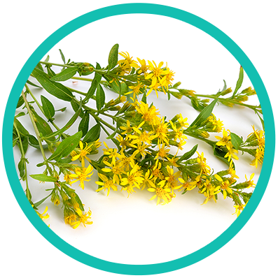 Solidago_Virgaurea_circle